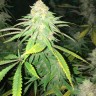 Семена марихуаны  Top Skunk 44 x AK 47 feminised Ganja Seeds
