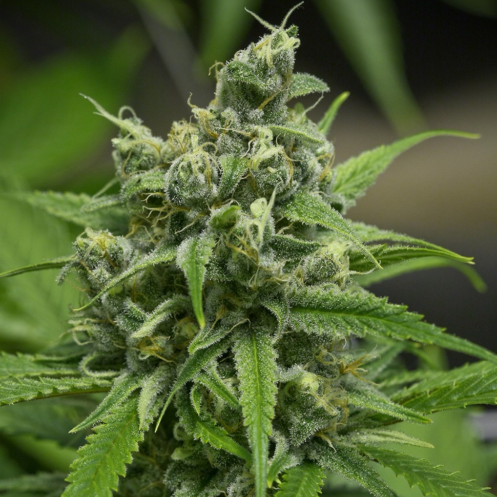 Семена ганжа Auto Haze Gom feminised Ganja Seeds