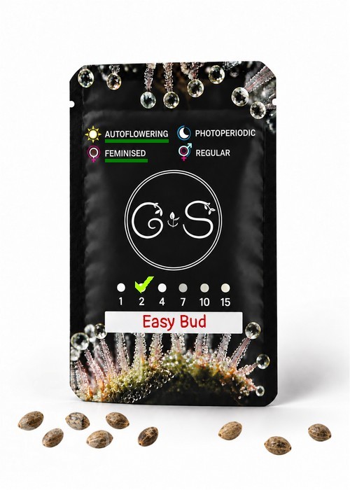 Семена ганжа  Auto Easy Bud feminised Ganja Seeds