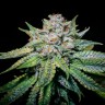 Семена конопли  Train Wreck feminised Ganja Seeds