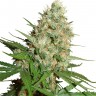 Семена конопли  Train Wreck feminised Ganja Seeds