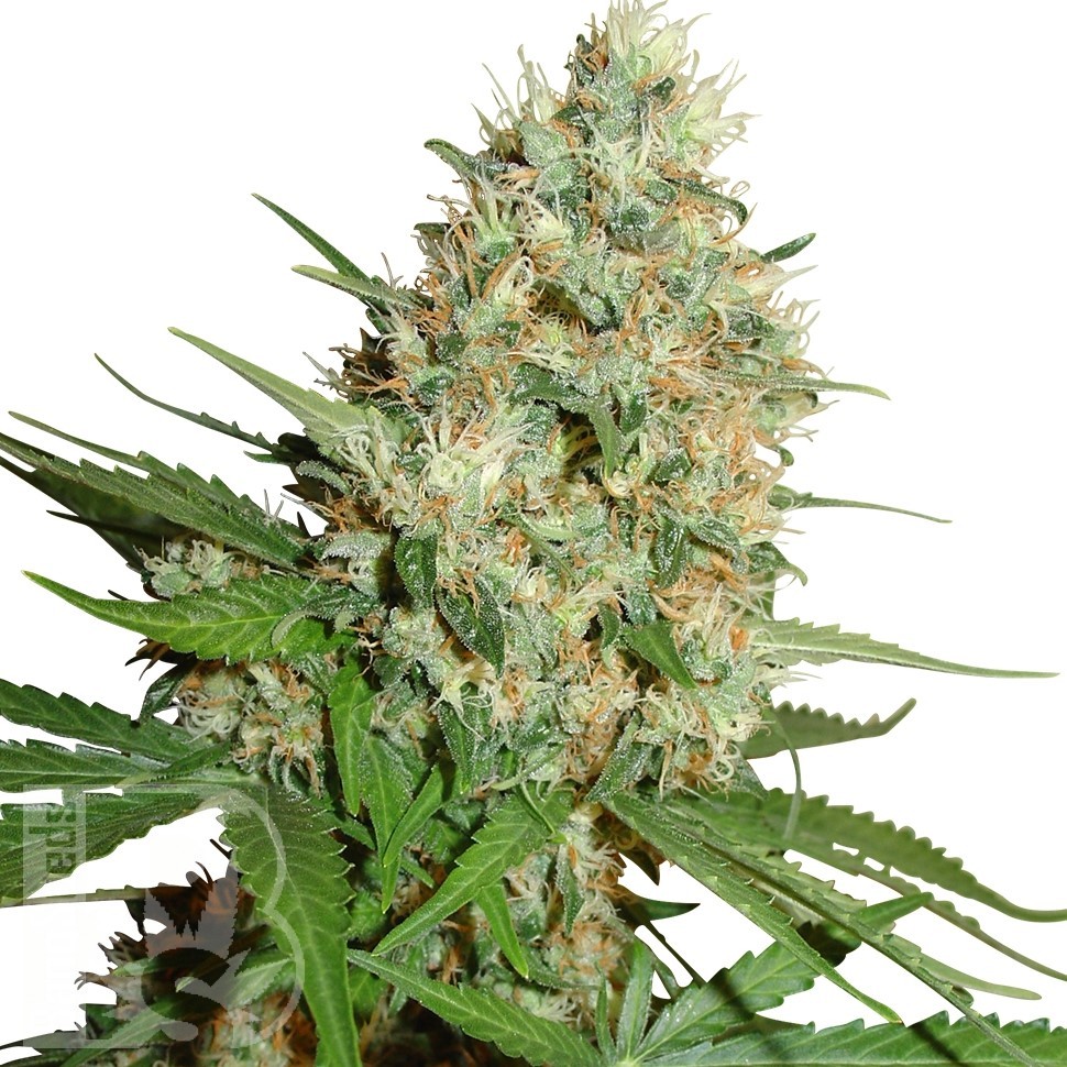Семена конопли  Train Wreck feminised Ganja Seeds