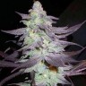 Семена конопли  Train Wreck feminised Ganja Seeds