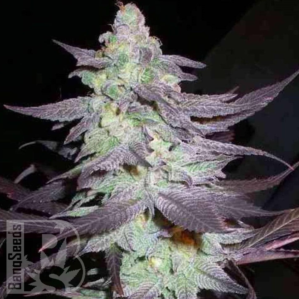 Семена конопли  Train Wreck feminised Ganja Seeds