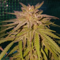 Lemon regular Ganja Seeds