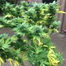семена конопли Durban Poison feminised Ganja Seeds