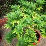 семена каннабиса Durban Poison feminised Ganja Seeds