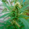 Качественные семена конопли Durban Poison feminised Ganja Seeds