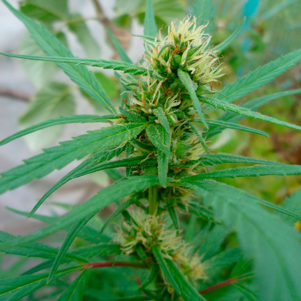 Качественные семена конопли Durban Poison feminised Ganja Seeds
