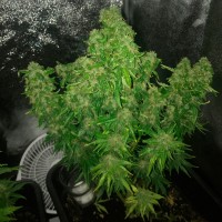 Auto Quick One feminised Ganja Seeds