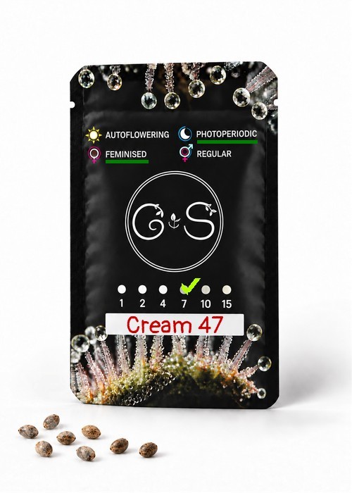 Cream 47 feminised Ganja Seeds