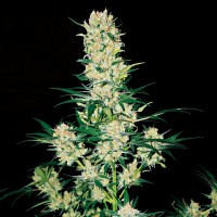 Auto AK 49 regular Ganja Seeds