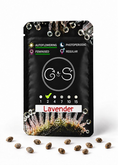 Семена марихуаны  Auto Lavender feminised Ganja Seeds
