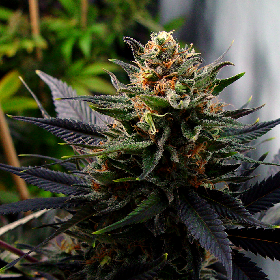 Семена марихуаны  Auto Lavender feminised Ganja Seeds