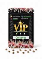 Colossus feminised GanjaVIP Seeds