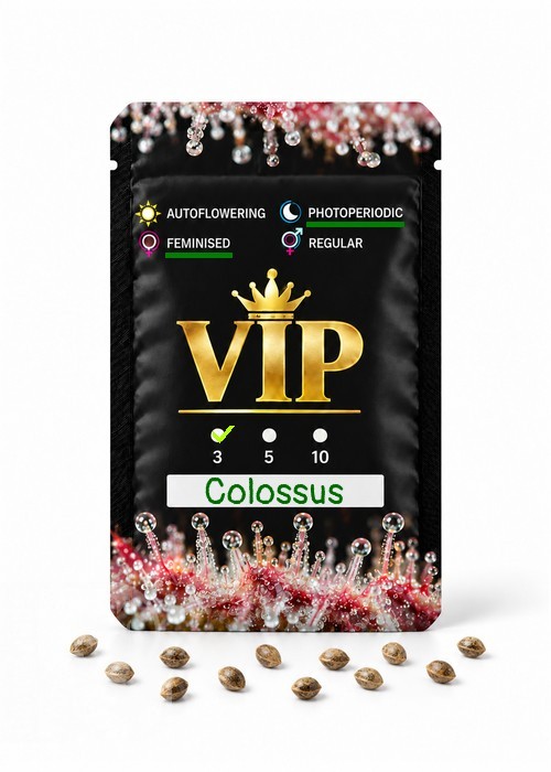 Семена ганжа  Colossus feminised GanjaVIP Seeds