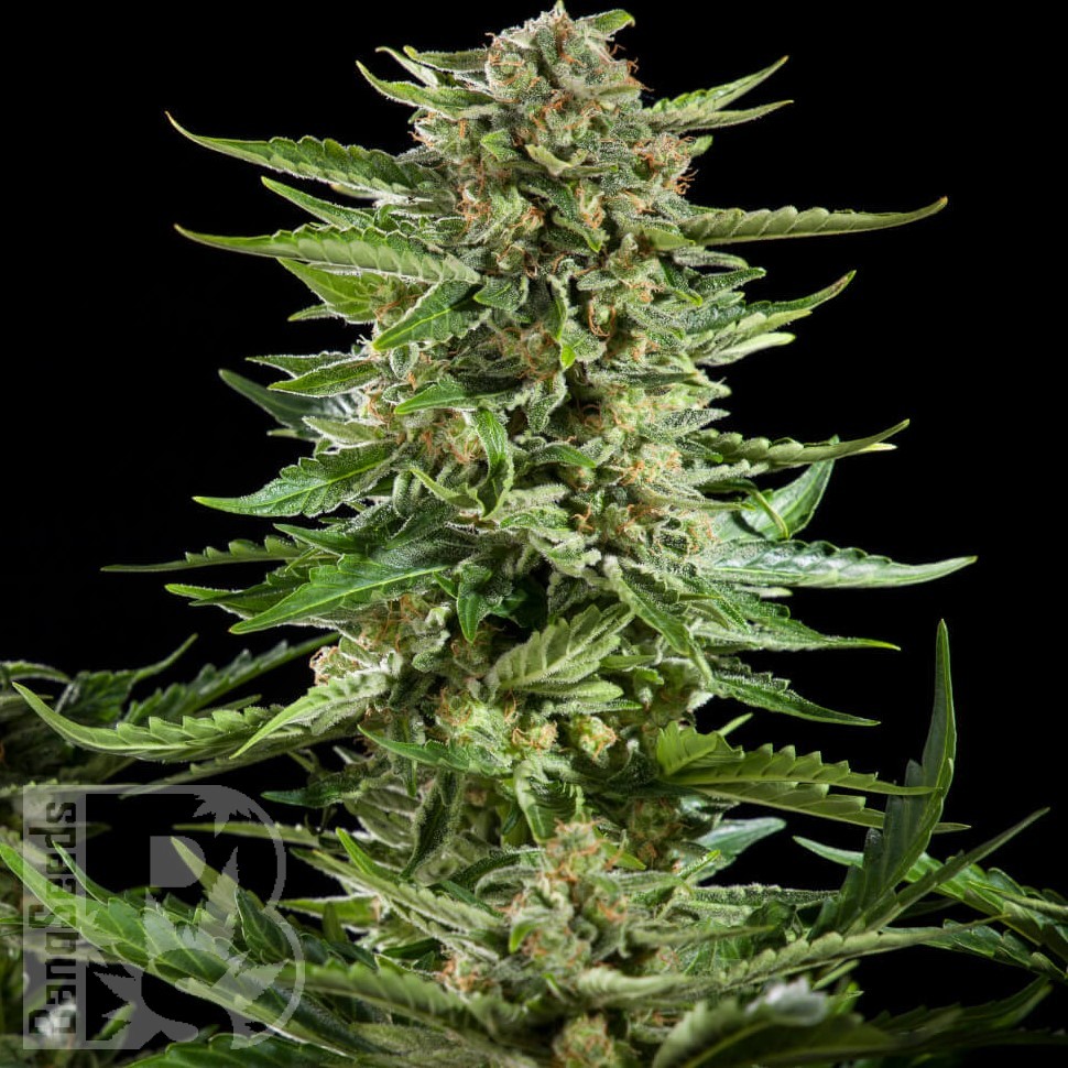 Семена  Flowershell Bomb feminised Ganja Seeds
