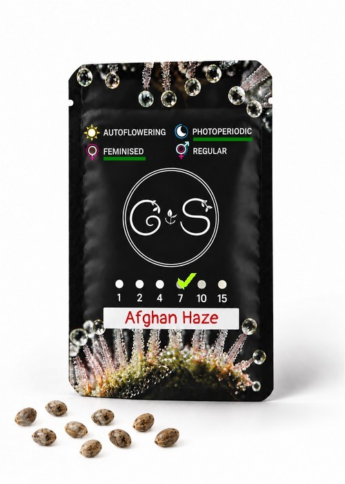 Семена конопли  Afghan Haze feminised Ganja Seeds