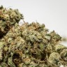 купить семена конопли аутдор Afghan Haze feminised
