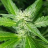 купить семена конопли Afghan Haze feminised