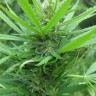 Afghan Haze feminised Ganja Seeds