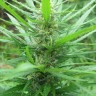 купить семена конопли феминизированные Afghan Haze feminised