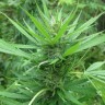 купить семена сортовой конопли Afghan Haze feminised