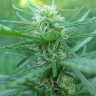 купить семена конопли f1 в оригинальной упаковке Afghan Haze feminised