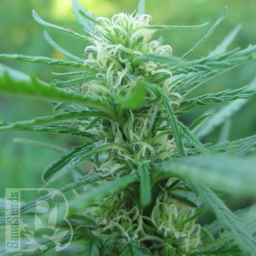 купить семена конопли f1 в оригинальной упаковке Afghan Haze feminised