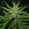 купить семена конопли интернет магазин Afghan Haze feminised