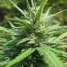 купить семена конопли в Украине Afghan Haze feminised
