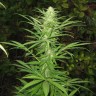 купить урожайные семена конопли Afghan Haze feminised