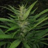 купить семена конопли дешево Afghan Haze feminised