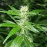 купить семена конопли гидропоники Afghan Haze feminised