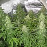 семена конопли скороспелый купить Afghan Haze feminised