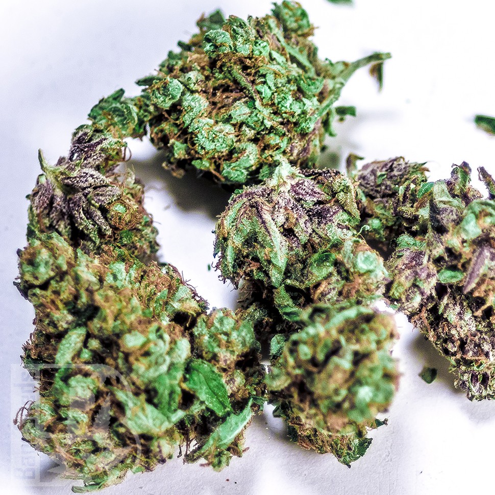 Семена конопли  White Blueberry Pie feminised Ganja Seeds