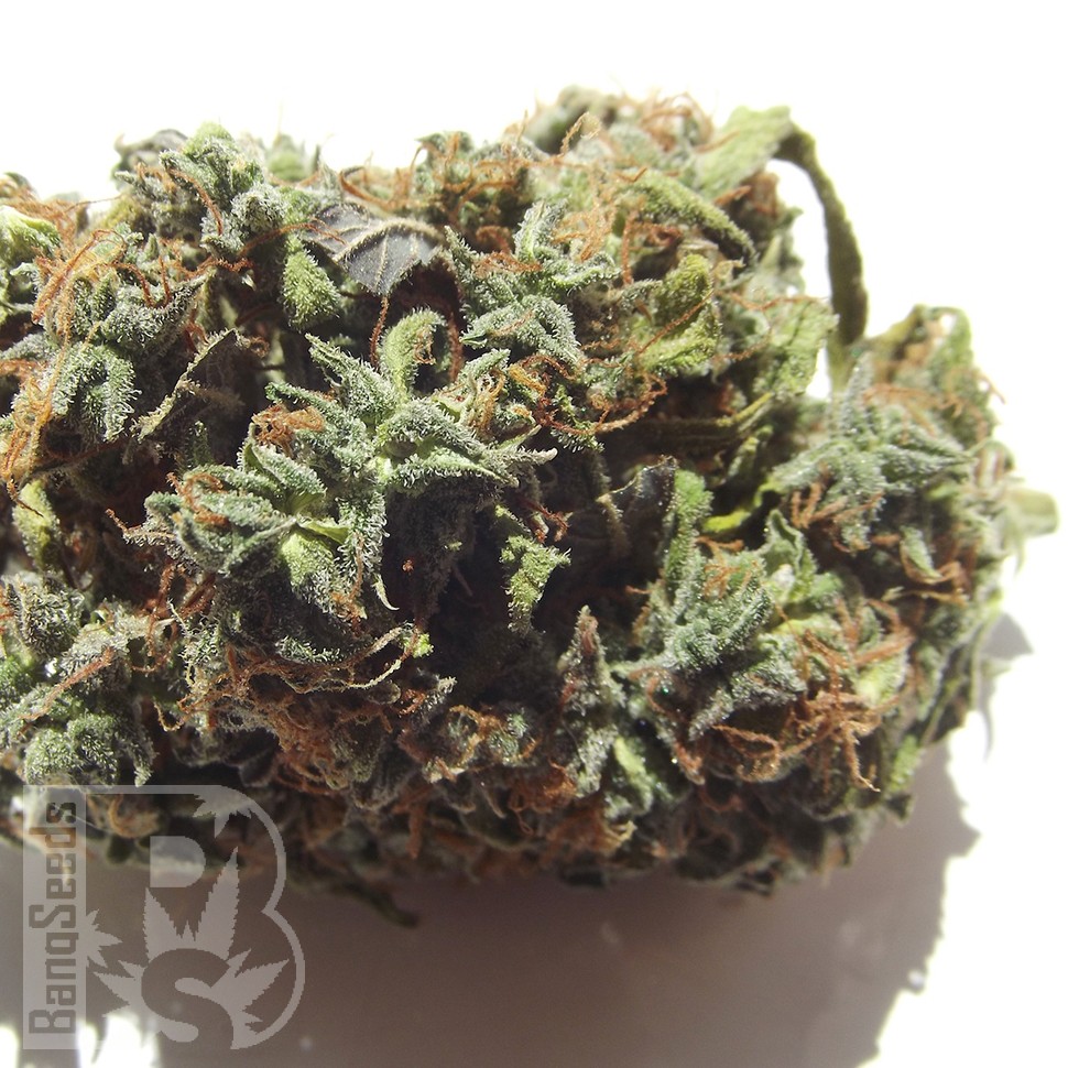 Семена конопли  White Blueberry Pie feminised Ganja Seeds