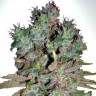 Семена конопли  White Blueberry Pie feminised Ganja Seeds