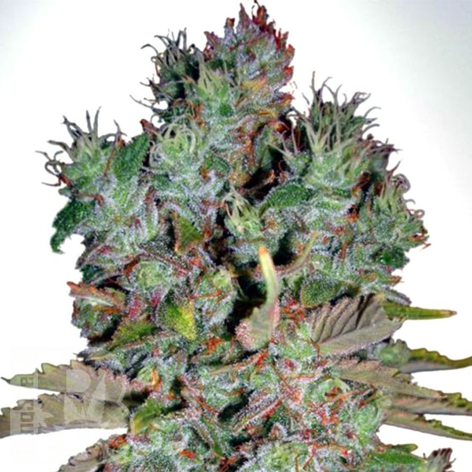 Семена конопли  White Blueberry Pie feminised Ganja Seeds