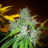 Семена конопли  White Blueberry Pie feminised Ganja Seeds