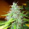 Семена конопли  White Blueberry Pie feminised Ganja Seeds
