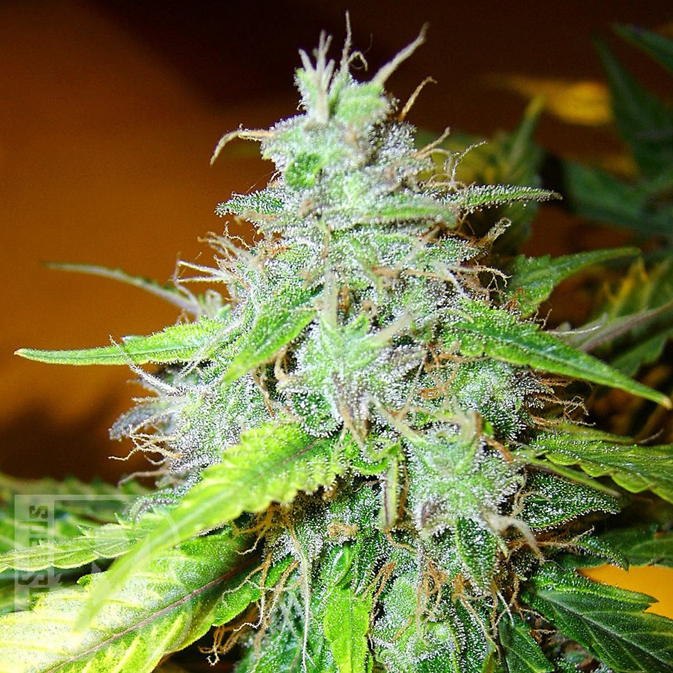 Семена конопли  White Blueberry Pie feminised Ganja Seeds