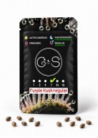 Purple Kush regular Ganja Seeds