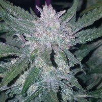 Auto Mexican Airlines feminised Ganja Seeds