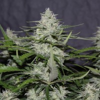 White Widow feminised Victory Seeds