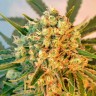 Семена каннабиса  Freddy's Best feminised Ganja Seeds