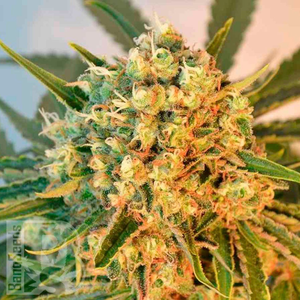 Семена каннабиса  Freddy's Best feminised Ganja Seeds