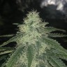 Afghan feminised Ganja Seeds