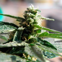 Critical feminised Ganja Seeds