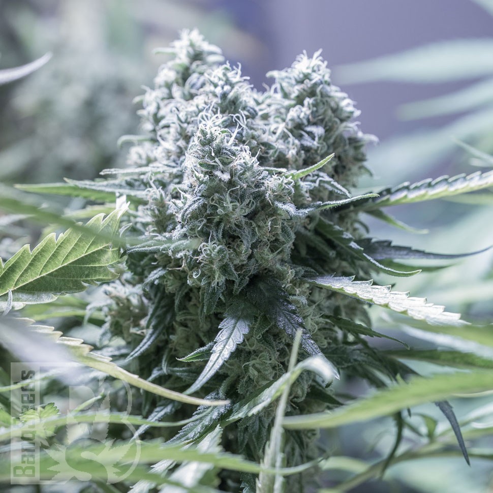 Critical feminised Ganja Seeds